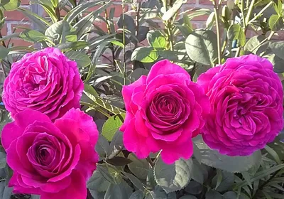Роза чайно-гибридная Роза Бог Пёрпл (Big Purple). Саженцы роз в тубе
