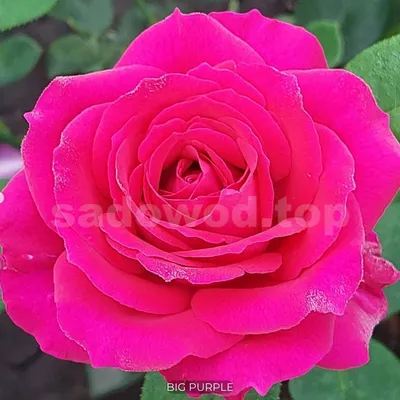 Роза Биг Парпл (Rose Big Purple) купить с доставкой. Саженцы роз, продажа,  цена.