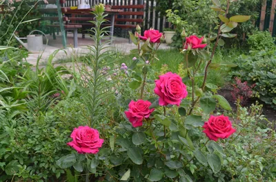 Rose 'Big Purple' - роза - питомник растений Санкт-Петербург