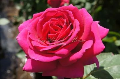Роза Биг Парпл (Rose Big Purple) купить с доставкой. Саженцы роз, продажа,  цена.