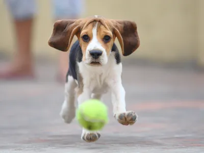 Бигль харьер (Beagle Harrier) (Породы собак) бигль харьер фото, бигль  харьер описание породы, бигль фото, бигль собака, порода бигль, бигль юа,  бигль купить, бигль щенки бигля, бигль щенок Энциклопедия о животных  EGIDA.BY