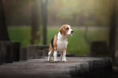 Милая собака-бигль с чистым серым фоном | Премиум Фото