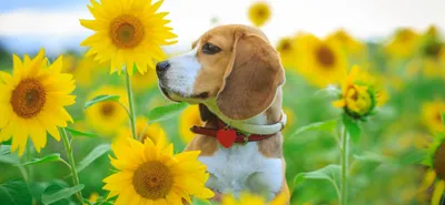 Бигль Собака Веселый - Бесплатное фото на Pixabay - Pixabay