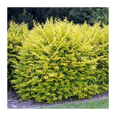 Бирючина обыкновенная \"Ауреа\"(Ligustrum vulgare `Aurea`)