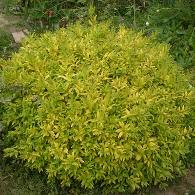 Бирючина овальнолистная Aureum - Бирючина - GardenPlants