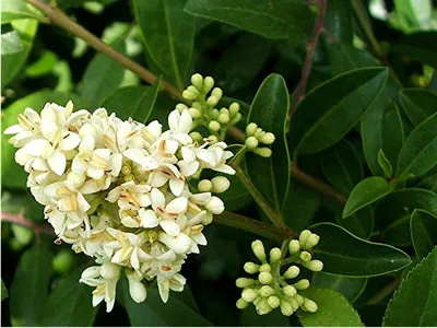 Бирючина обыкновенная \"Ligustrum\"