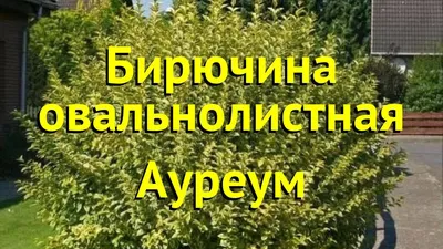 Бирючина блестящая — Википедия