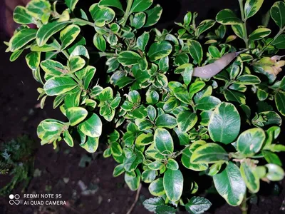 Euonymus japonica Kathy ( Бересклет японский Кати) |