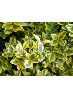 Бирючина обыкновенная Вариегата голд. (Ligustrum variegata gold) С3 купить  в интернет-магазине ЦВІТСАД с доставкой по Украине