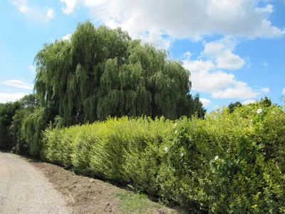 Кустарник лиственный, купить, Deciduous Bush, Rubum foliatus, Купить  растения в Ростове-на-Дону, Интернет-магазин, питомник растений, хвойные и  лиственные, уличные, плодовые и декоративные деревья и кустарники,  растения, цветы, саженцы винограда ...