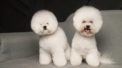 Собака породы бишон фризе белый в …» — создано в Шедевруме