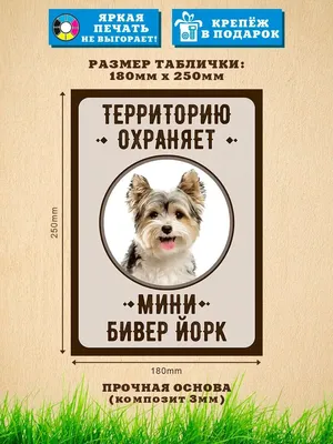 Бивер йоркширский терьер на прогулке. симпатичная пушистая собака в городе.  городская собака | Премиум Фото