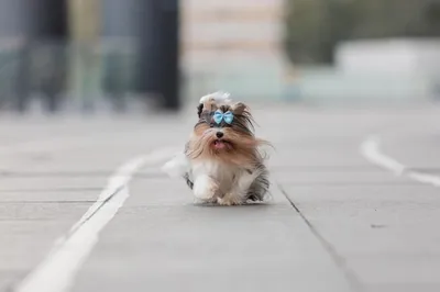 Бивер йоркширский терьер - «Лучшая мини-собака. Бивер! +много фото  (22.01.15, 23.03.2015 добавлены фото)» | отзывы