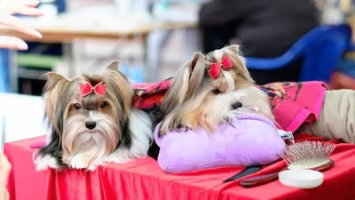 Купить Бивер йорка в Украине - щенки из питомника Elegant Life