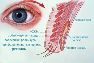 Цены на блефаропластику верхних и нижних век, круговая блефаропластика |  Пластический хирург Азимова Рано