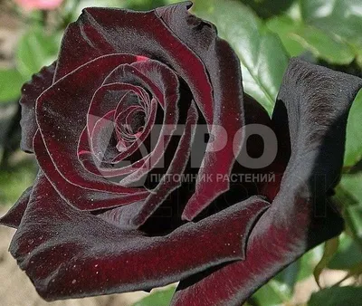 Роза чайно-гибридная Блэк Баккара (Black baccara ) - Зеленый ПоСад