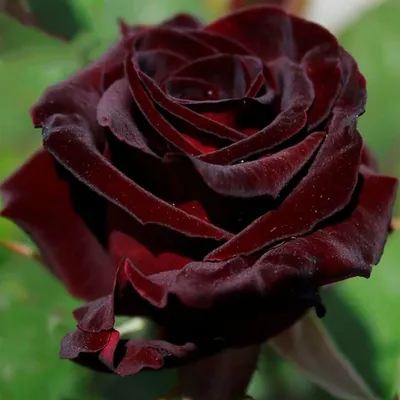 Роза сорта Блэк Баккара - Цветочная мастерская Ангаж