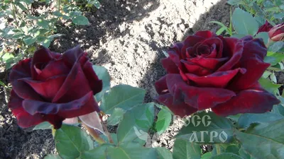 Роза чайно-гибридная «Блэк Баккара» - Раменский питомник растений КХ «УСПЕХ»