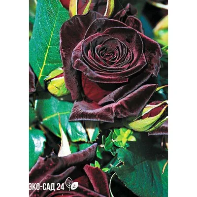 Роза Блэк Баккара (Black Bacсara) - Питомник роз