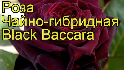 Роза Блэк Баккара (Black Bakkara) – купить в Коломне