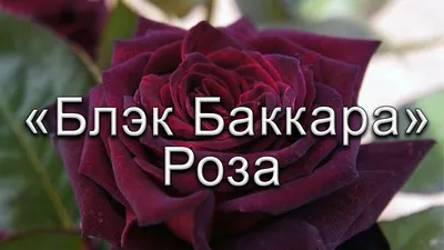 Роза чайно-гибридная Блэк Баккара – купить в питомнике Дирижер Сада