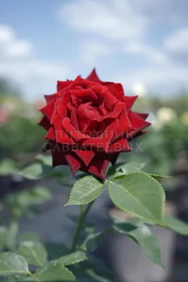 Купите Роза Блэк Баккара 🌹 из питомника Долина роз с доставкой!