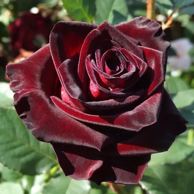 Роза чайно-гибридная 'Блек баккара'/Rose hybrid tea 'Black Baccara' C6 —  цена в Стерлитамаке, купить в интернет-магазине, характеристики и отзывы,  фото