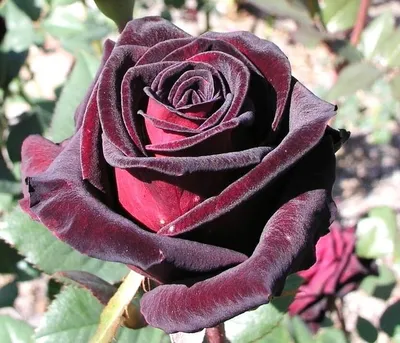 Роза «Блэк Баккара» (Black Baccara)