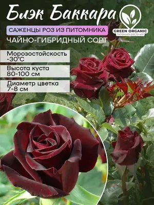 Саженцы роз Блэк Баккара (Black Baccara) (ID#999006471), цена: 100 ₴,  купить на Prom.ua