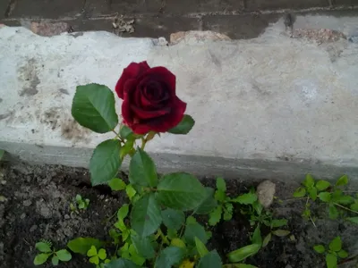 Роза «Блэк Баккара» (Black Baccara (MEIdebenne)) - купить в СПб с доставкой