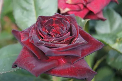 Роза сорта Блэк Баккара | отзывы