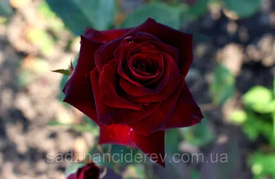 чайно-гибридная роза Блэк Баккара | Чайно-гибридная роза, Розы, Растения
