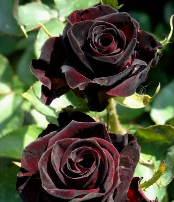 Оказывается, роза Роял Баккара самая элегантная роза в наших садах | Нежные  Лепестки | Дзен