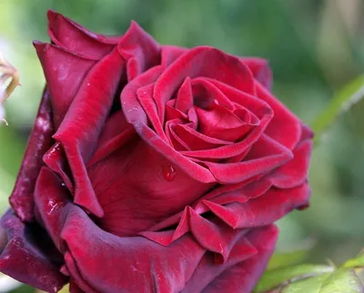 Роза Black Beauty (Блэк Бьюти) – купить саженцы роз в питомнике в Москве