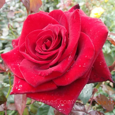 Black Beauty ® | Roses' Name