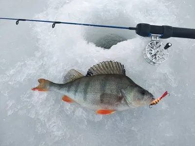 ОКУНЬ зимой на БЕЗМОТЫЛКУ и БЛЕСНУ / Зимняя рыбалка 2020 — Сообщество  «Охота и Рыбалка» на DRIVE2