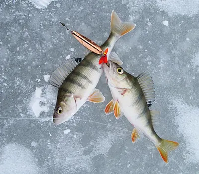 Зимние блесны на окуня: какие лучше выбрать для рыбалки? Рейтинг 20 самых  популярных видов, форм, размеров блесен по отзывам рыбаков