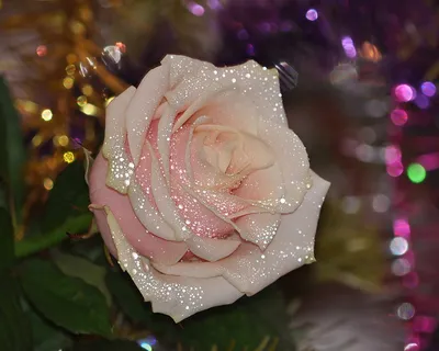 Корзина с цветами для Тебя - Открытки для Тебя - Анимационные блестящие  картинки GIF | Цветы, Красные розы, Розы