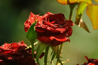 5,5 см блестящие ярко-розовый кожаный цветок розы Брошь Камелия корсаж  брошь дизайнерские Роскошные ювелирные изделия из жемчуга для женщин шляпа  аксессуары | AliExpress