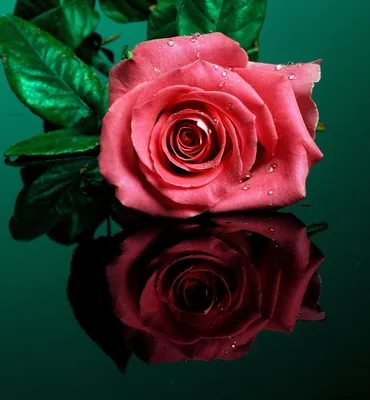Близкое фото цветущей розы, покрытой блестящими блестящими каплями росы от  дождя Стоковое Фото - изображение насчитывающей фото, флористическо:  164951486