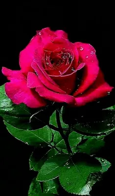 Цветы Роса Розы - Бесплатное фото на Pixabay - Pixabay