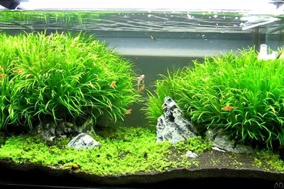 Бликса японская: содержание растения в аквариуме
