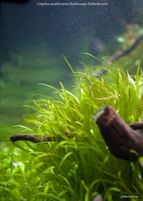 Бликса японская - Blyxa japonica - Растения и мхи - Nano Fish