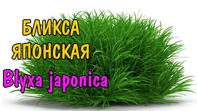 Бликса японская (Blyxa japonica): описание, содержание, фото и отзывы