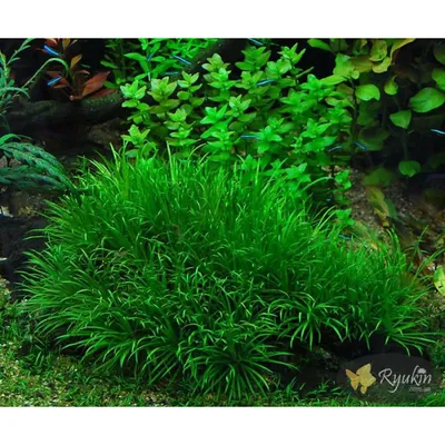 Бликса японская - 1 шт. Живое аквариумное растение DRAGONHILL 172549614  купить за 350 ₽ в интернет-магазине Wildberries