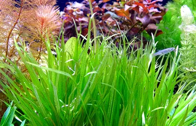 Аукцион aquaforum » Бликса японская (Blyxa japonica)
