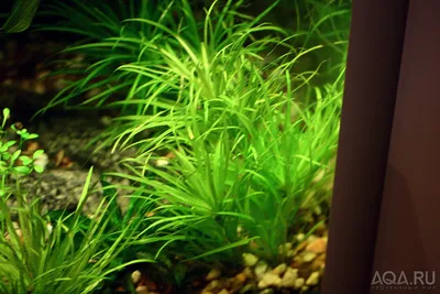 Бликса японская -аквариумное растение. - YouTube