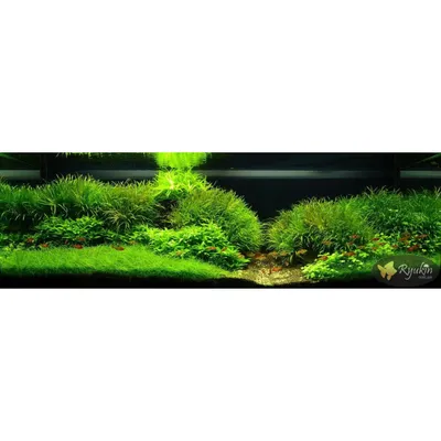 Аукцион aquaforum » Blyxa japonica (Бликса японская) 15шт.