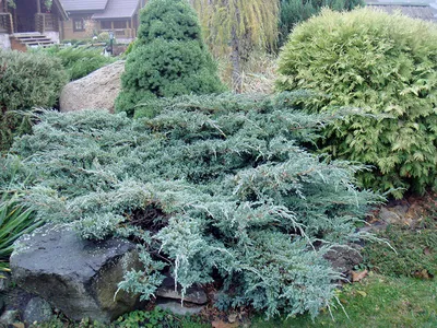 Купить Можжевельник чешуйчатый Блю Карпет Juniperus squamata Blue Carpet -  в питомнике Флорини