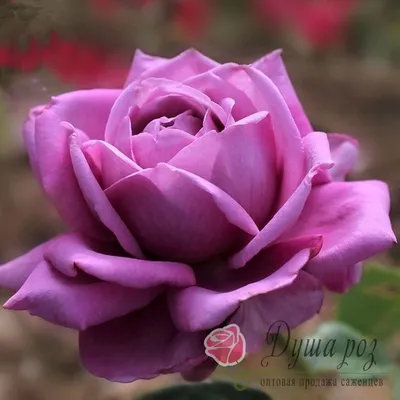 Роза флорибунда Blue Parfum. Блю Парфюм. Тантау. - Питомник саженцев и  сортовых растений \"Мир растений\"